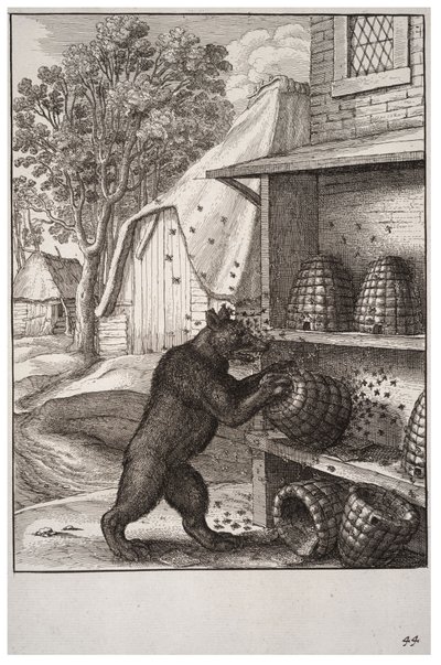 De beer en de honing door Wenceslaus Hollar